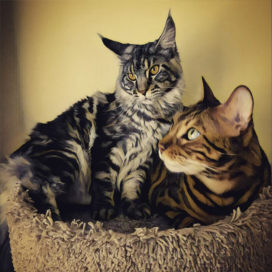 One white and gray and another black and orange cat sitting on carpeted pole.