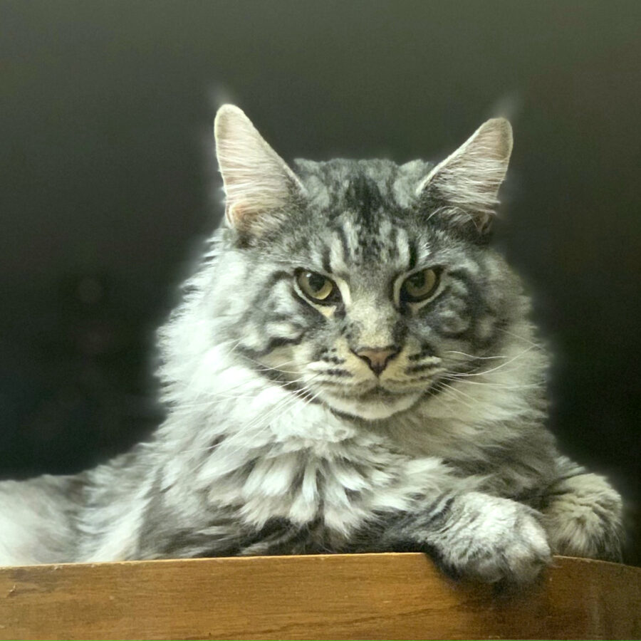 White and gray cat sitting on a table.