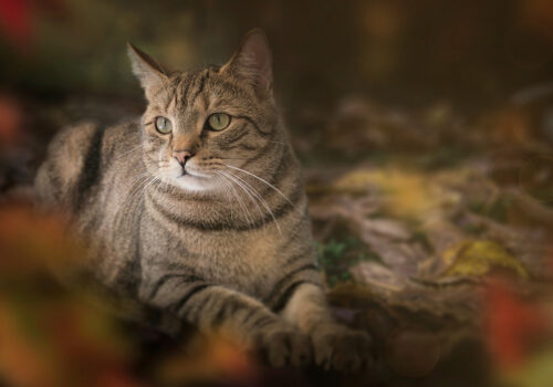 Cat sitting on leaves for Cat Boarding in Pasadena California.
