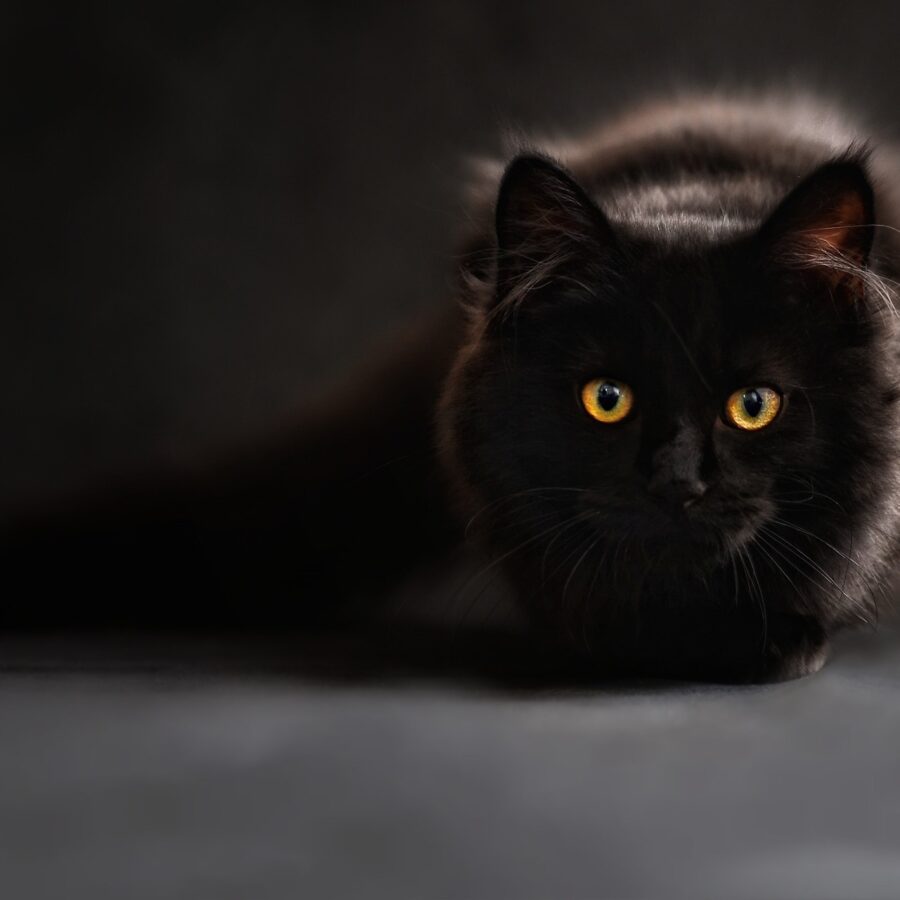 Black cat sitting on table looking into camera.