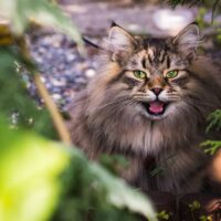 Gray fluffy cat sitting on leaves for Pure Breed Cat Boarding in Pasadena California.
