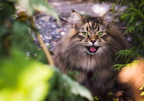 Gray fluffy cat sitting on leaves for Pure Breed Cat Boarding in Pasadena California.